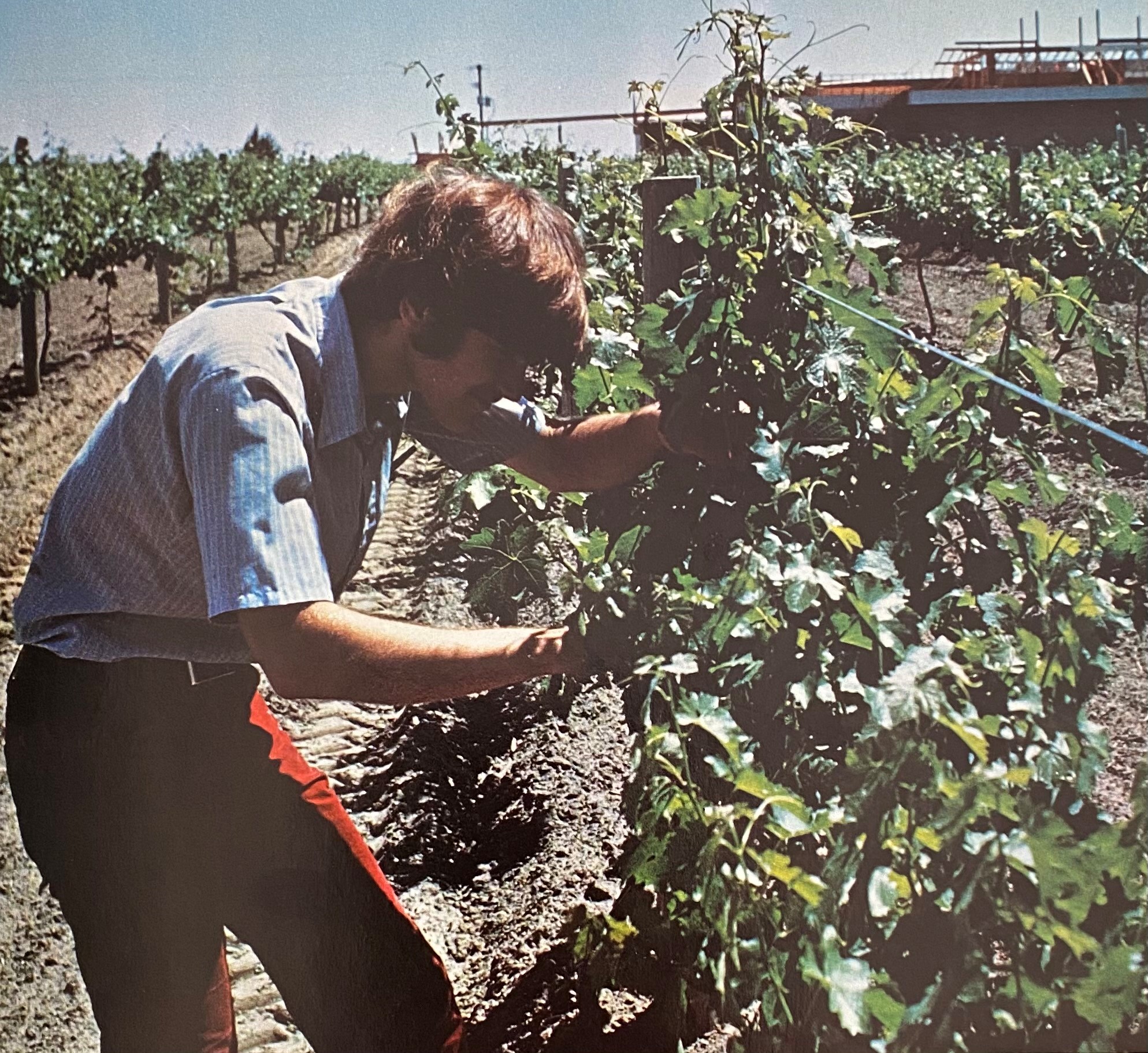Rob in vineyard 1970s
